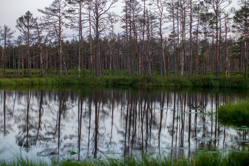 Fototapeta na wymiar reflections of shore trees in the calm water of a lake