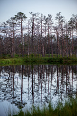 Fototapeta na wymiar reflections of shore trees in the calm water of a lake