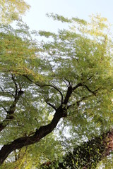 traumhaft schöne,  alte Silberweide im Frühling
