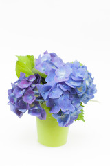 白背景の青いアジサイ