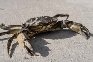 crab on the pier