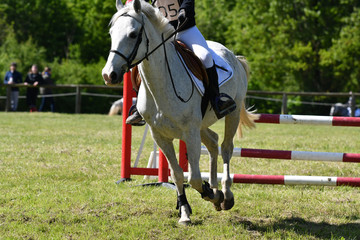 concours hippique avec saut d'obstacles