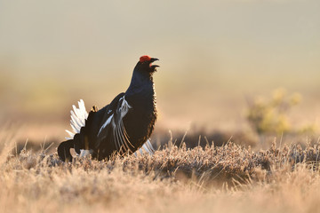 Black grouse calling in the bog at spring. Black grouse shouting.