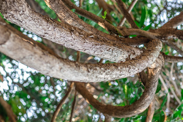 The vines pattern and stems or the branches of Hiptage benghalensis creeping plant in the tropical forest 