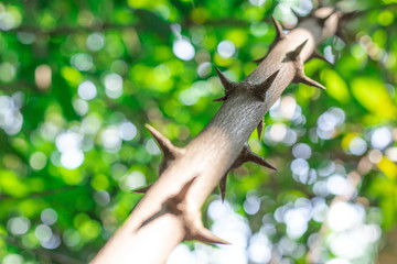 Thorny trunk or spiky hardwood vine of Artabotrys Siamensis tree in the nature blurred background