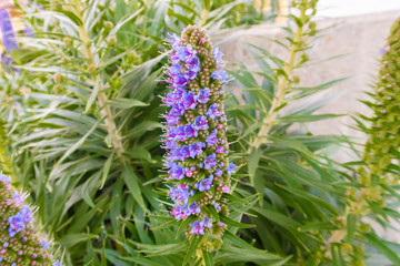 purple flowers in the garden