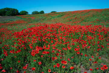 Naklejka na ściany i meble Ukraine is a beautiful place. Field of flowers of red poppy.