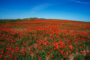 Fototapeta na wymiar Ukraine is a beautiful place. Field of flowers of red poppy.