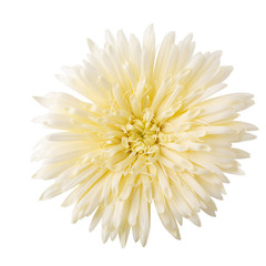 Barberton daisy, Gerbera daisy flower isolated on White Background.
