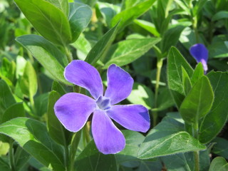 periwinkle with purple blossom