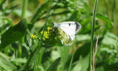 white ling butterfly on a plant