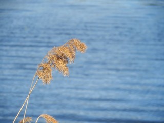 dry reed at a lake