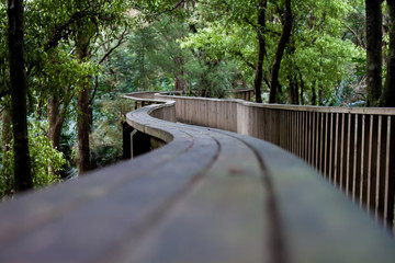 Fototapeta premium Bush Walk