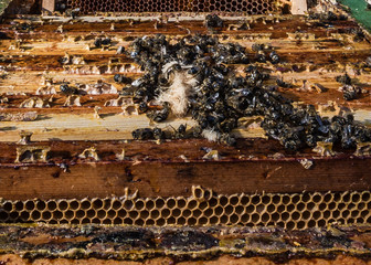 Dead Bees