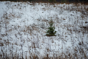 fields and forests covered in snow in winter frost