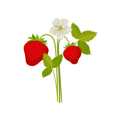 Berries and strawberry flower on the stem. Vector illustration on white background.