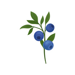 Blueberries on a stalk. Vector illustration on white background.