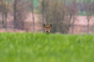 roe deer at field in the wild nature