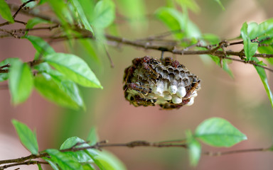Many Paper wasps building its nest on the Wrightia religiosa Benth tree,and Escape scattering after watering on tree