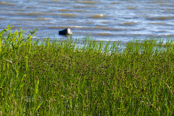 empty sea beach with rocks and grass