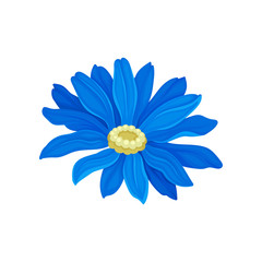 Lush Daisy with blue leaves. Vector illustration on white background.