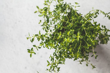 Young leaves of thyme in a pot, seedlings. White background, garden concept, top view.