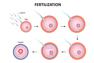 Process of human fertilization vector ESP10 - obrazy, fototapety, plakaty