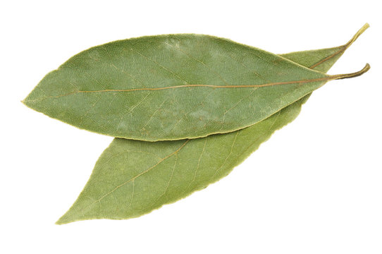 Two bay leaves isolated on white background