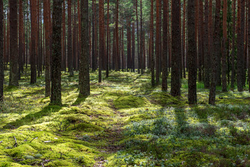 Obraz premium tree trunk wall in pine tree forest with green moss covered forest bed