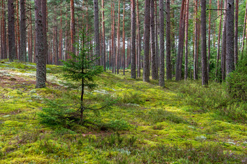 tree trunk wall in pine tree forest with green moss covered forest bed