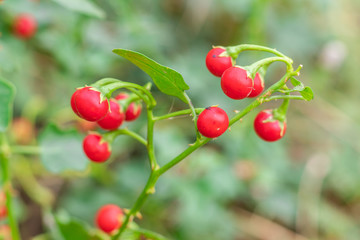 Red ripe fruits of Solanum Trilobatum Linn on tree in the organic herb garden