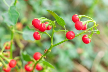 Red ripe fruits of Solanum Trilobatum Linn on tree in the organic herb garden
