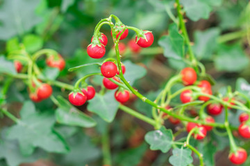 Red ripe fruits of Solanum Trilobatum Linn on tree in the organic herb garden
