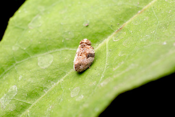 Nilaparvata lugens (Brown planthopper) standing on the green leaf in the nature