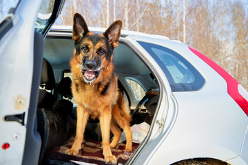 Dog German Shepherd in a car during travel