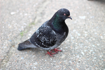 pigeon standing on the pavement and looking at the camera photographer