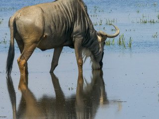 close up of a wildebeest drinking at amboseli