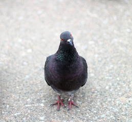 pigeon standing on the pavement and looking at the camera photographer