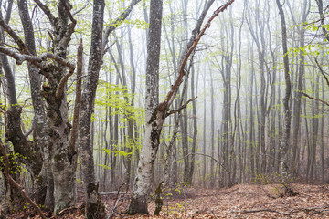 Obraz premium Fog in the forest
