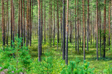 Fototapeta premium tree trunk wall in pine tree forest with green moss covered forest bed