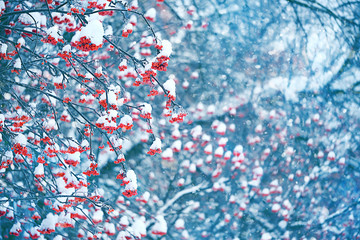 Frozen Rowan tree in snow, beautiful winter background. bunches of Red rowan berries covered with snow. winter season. christmas time. cold weather - obrazy, fototapety, plakaty