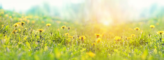 Juicy green grass and dandelions in sunny light in summer meadow outdoors. Beautiful artistic image of purity, freshness of nature. copy space. banner