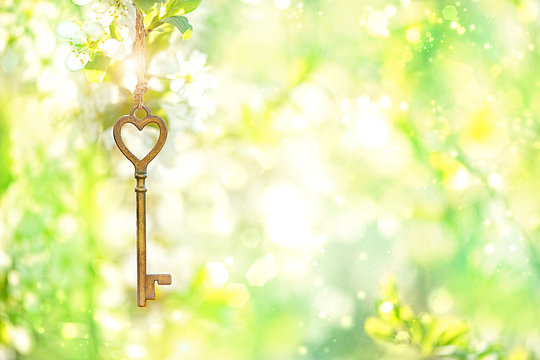 Vintage gold key on branch of  blossoms cherry. spring time natural background. key and flowers. secret garden. still life spring blossom season. romantic scene. copy space. 