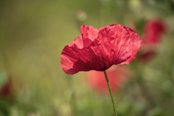 Red spring poppy