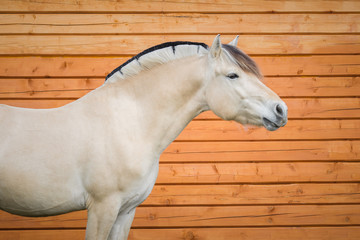 Portrait of Norwegian fjord horse close up. Profile side view.