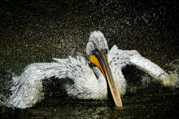 Pelican (Pelecanus onocrotalus) shaking water off feathers with flapping wings, drops of water glittering