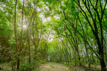 Summer Sunny Forest Trees And Green Grass. Nature Wood Sunlight Background.