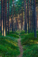 Obraz premium tree trunk wall in pine tree forest with green moss covered forest bed