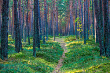 Fototapeta premium tree trunk wall in pine tree forest with green moss covered forest bed