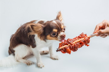 Feed the dog,Puppy dog chihuahua eat food from hand,Chihuahua with grilled chicken,feeding pet concept.